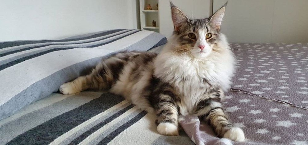 Gatto NINE WORLDS&#039; GUENDALINA